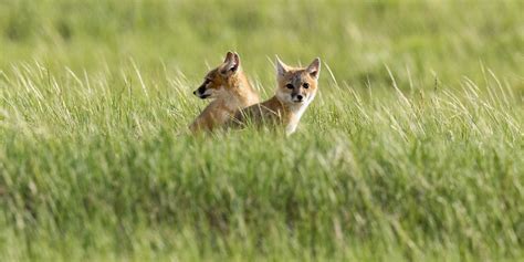 Tribes Successful With Swift Fox Reintroduction Program At Fort Belknap
