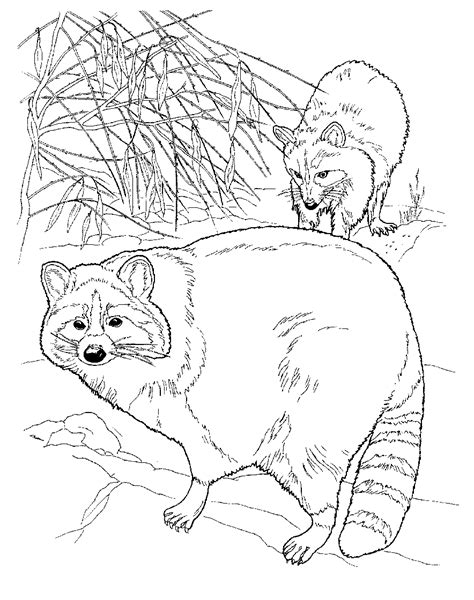 Price new from used from paperback, april 26, 2017 please retry $7.99. Free Printable Raccoon Coloring Pages For Kids
