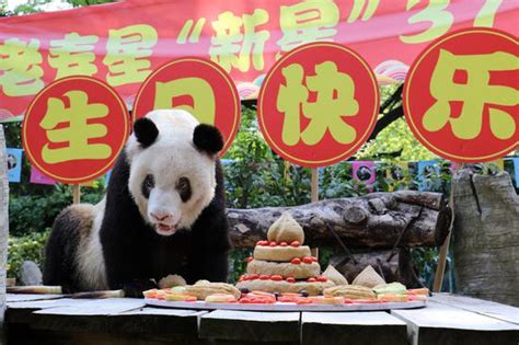 Worlds Oldest Captive Giant Panda Celebrates Spring Festival
