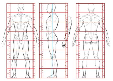Human Male Turnaround Proportions Anatomy Turnaround View Anatomy