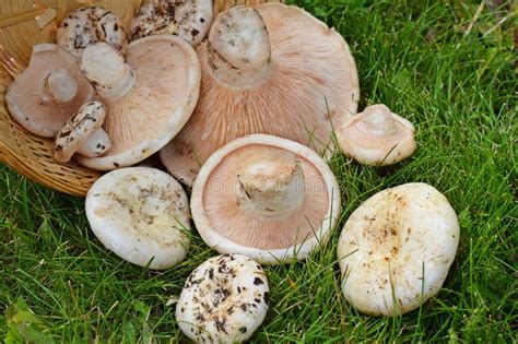 Freshedible Mushrooms Stock Image Image Of Wild Diet 155720457