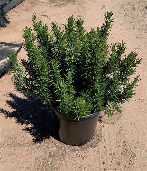 Rosmarinus Officinalis ‘tuscan Blue Native Sons Wholesale Nursery