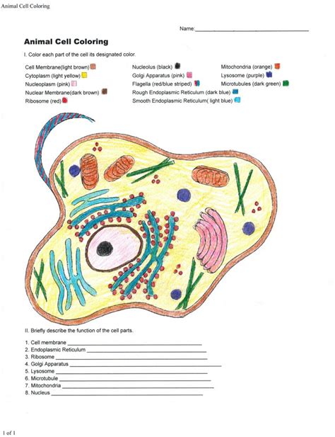 Animal Cell Coloring Answers And Plant Cell K5 Worksheets