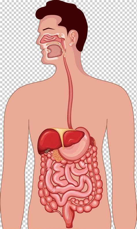 Ilustración del sistema digestivo de los hombres ilustración de la anatomía del sistema