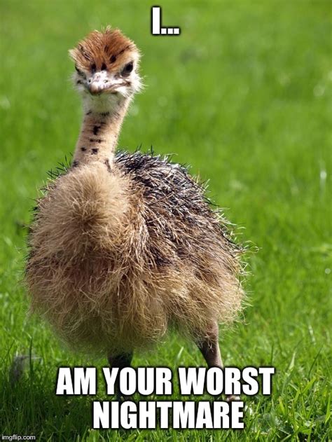 Worst Nightmare Ostrich Baby Imgflip