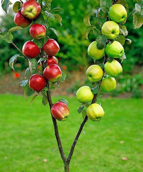 Dwarf Fruit Trees Fruit Plants Fruit Garden Vegetable Garden