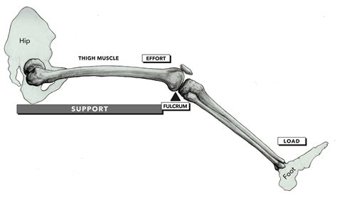 A lever (/ˈliːvər/ or us: CrossFit | Anatomy of Levers, Part 5: Anatomical Elements