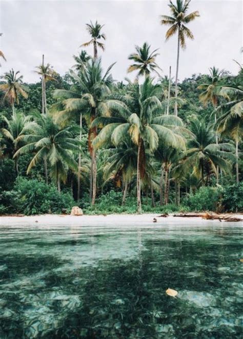 Tropical Palm Trees Travel Vacation Pinterest