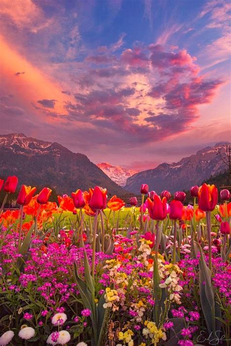 Pin Von Jay Driguez Auf Beauty Scenery Naturfotografie Blumen