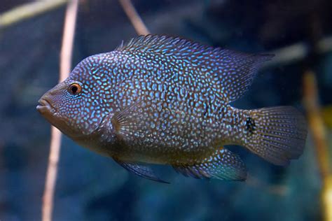 Texas Cichlid Herichthys Cyanoguttatus Care Guide Fish Laboratory