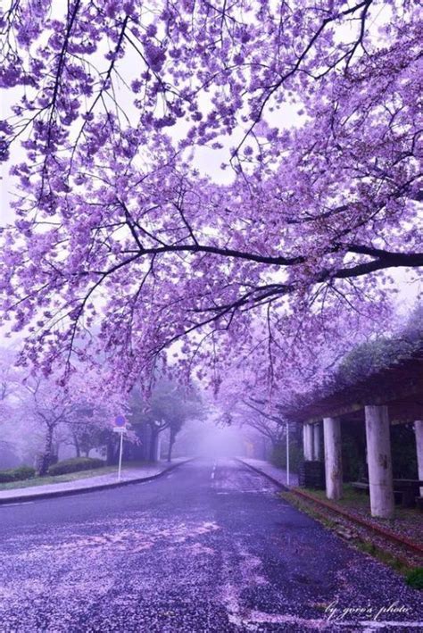 Purple Cherry Blossom Wallpaper