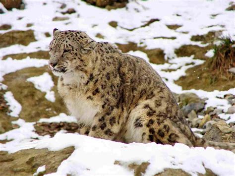Snow Leopards Predators And Prey Discussed