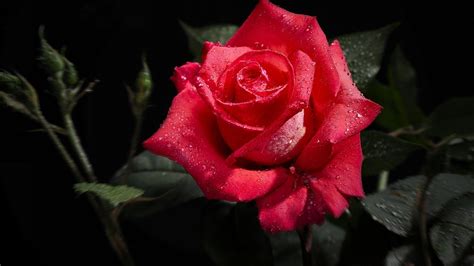 Download hd wallpapers for free on unsplash. Red Rose Wallpapers, Pictures, Images