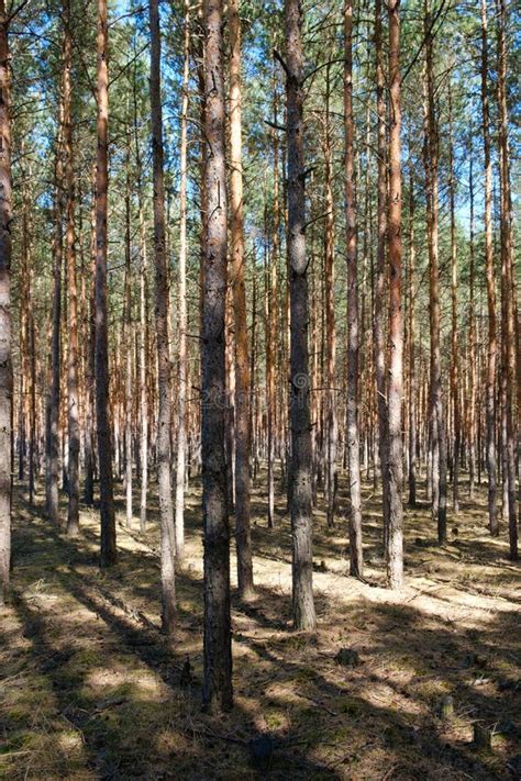 Inside Conifer Forest Pine Trees In Forest Landscape Esperanza Stock