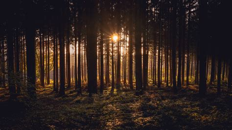 Sunlight Passing Through Dark Trees In Forest During Sunset Time 4k Hd