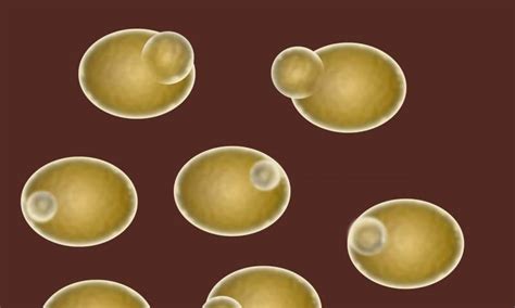 Yeast consists of single cells. Research in yeast leads to finding about a central nervous ...