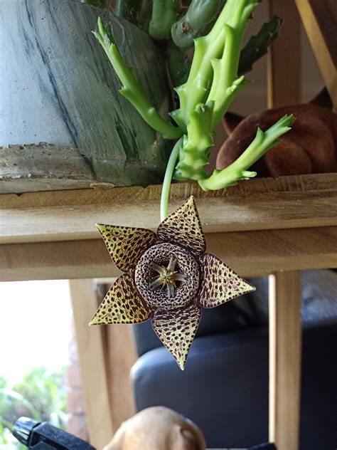 Not As Rare Or Exciting As Most But My Starfish Succulent Has Flowered