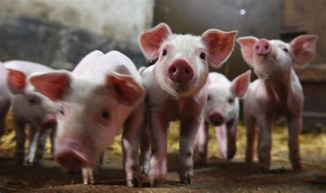 Coronavirus Strain From Pigs In China Could ‘spread To Humans