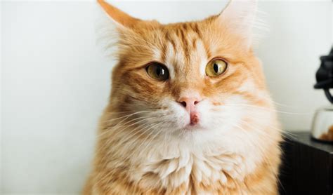 56 Best Pictures Eosinophilic Granuloma Cat Eye 3 Ways To Handle