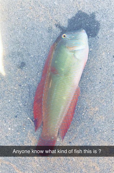 Need An Id Saltwater Fish Caught In Florida Fishing