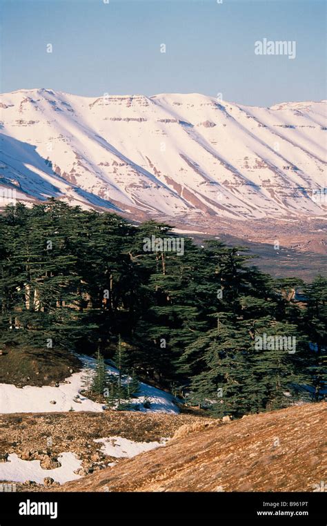 Lebanon Cedars Of Lebanon Cedrus Lebani Ancient Trees In Forest Known