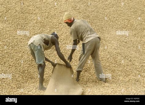 Africa Harvesting Of Peanuts In Senegal Stock Photo Alamy