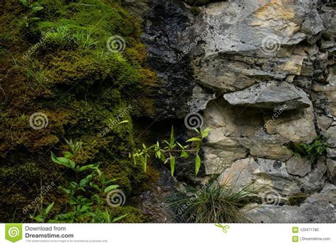 Moss And Dripping Water On Stone Stock Photo Image Of Water Stones