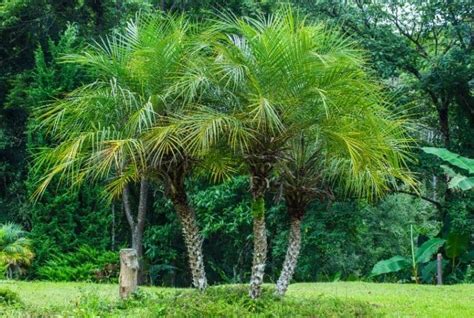 15 Low Maintenance Palm Trees For Your Home And Garden Conserve Energy