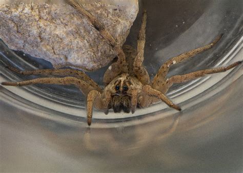 10 Spiders In Arizona Imp World