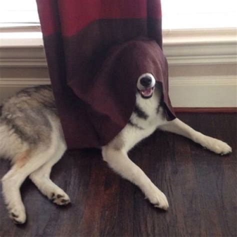 40 Cute Pictures Of Animal Playing Hide And Seek Tail And Fur