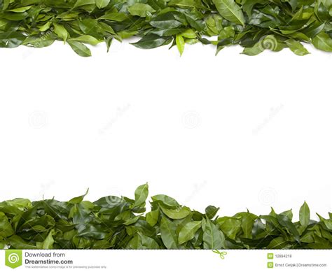 Green Leaves Border Stock Photo Image Of Decorate Edge