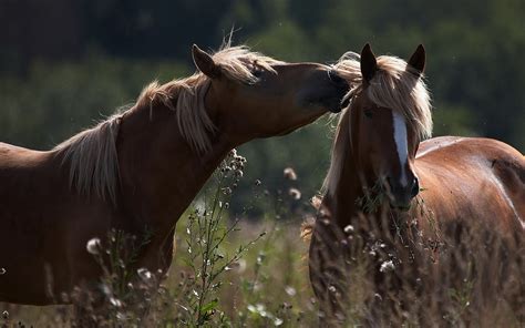 Free Download Animal Wallpaper With Two Brown Horses Cudling Hd Horses