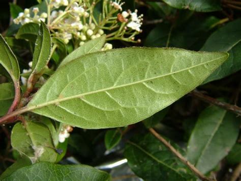 Viburnum Tinus Laurustinus Adoxaceae Images