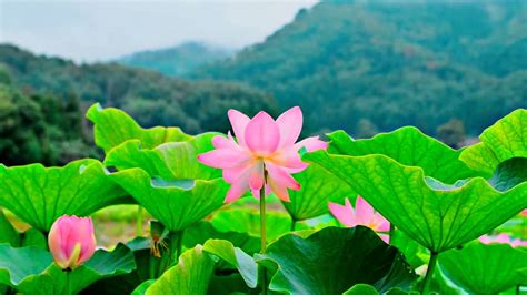 Beautiful Lotus Flowers・planet Earth Amazing Nature