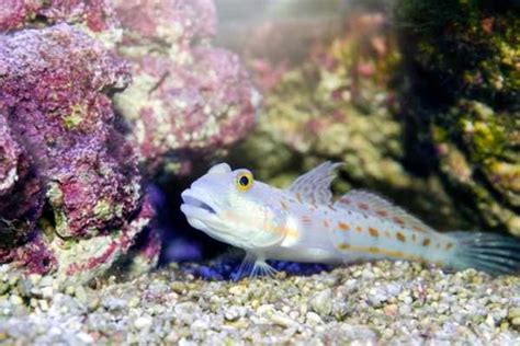 Diamond Goby Care Guide And Quick Facts Wzaquarium