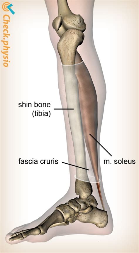 What Is The Anatomical Term For Your Calf Muscle Of The Lower Leg 7