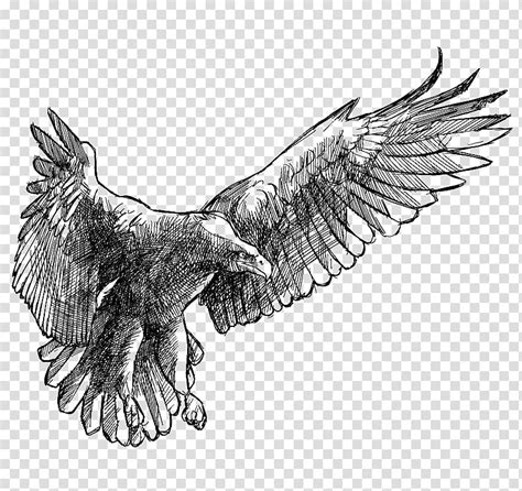 Drawing Eagle Eagle Wings Transparent Background Png Clipart Hiclipart