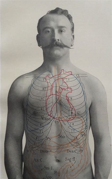 Embark on a visual tour of the human body, where each and every part of the human anatomy is if you're still daunted by where to start with this map of human anatomy, there's a helpful you are. Antique 1900s Medical Diagram Scientific Print Human ...