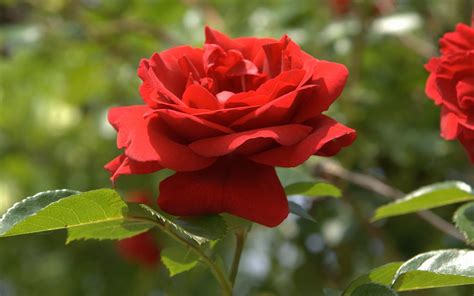 Một Bông Hoa Hồng đẹp Tổng Hợp Hình ảnh Hoa Hồng đỏ đẹp Nhất Thủ