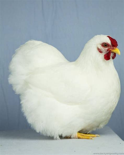 13 Best White Wyandotte Images On Pinterest Backyard Chickens