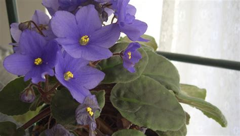 Move them to where they will get lots of bright light. How to Grow African Violets under Lights | Garden Guides