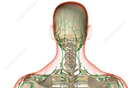 The Lymph Supply Of The Head And Neck Stock Image F0017456