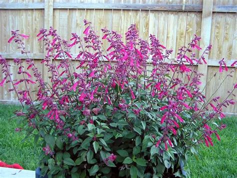 Salvia Wendys Wish Hummingbirds Paradise Backyard Plants Plants