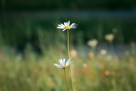 Hd Wallpaper Macro Shot Photography Of White And Yellow Flower