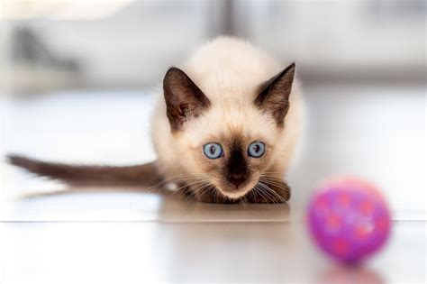 Top 10 Most Popular Cat Breeds In India Pets Universe Your Go To