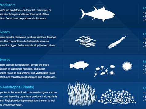 Ocean Plants And Animals