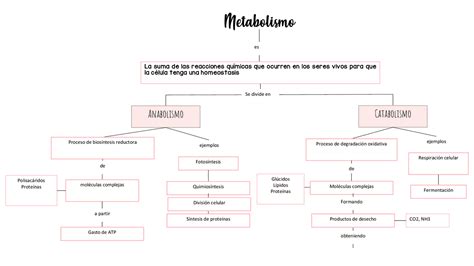 Metabolismo Anabolismo Y Catabolismo Esquemas Y Mapas Conceptuales