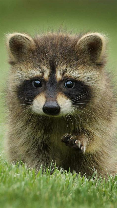 Baby Raccoon Baby Animals Pictures Cute Wild Animals Cute Animal