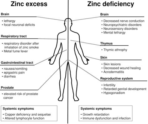 Ijerph Free Full Text The Essential Toxin Impact Of Zinc On Human
