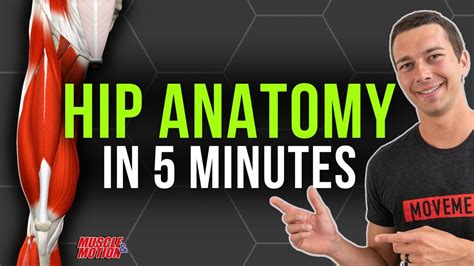 5 Minute Hip Anatomy Review Quads Hamstrings Glutes Adductors